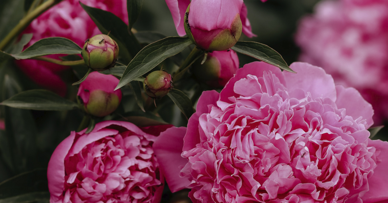 Словно самый нежный цветок: топ-7 ароматов с нотами пиона